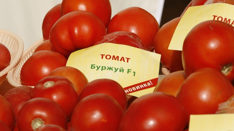 A favorite of summer residents with high yields and an excellent reputation - Bourgeois tomato for open ground and greenhouses