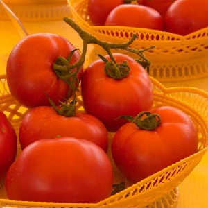 A favorite of summer residents with high yields and an excellent reputation - Bourgeois tomato for open ground and greenhouses