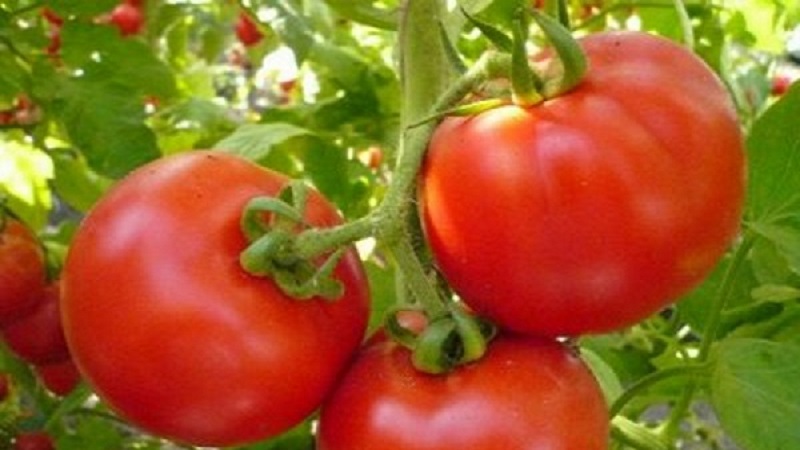 A favorite of summer residents with high yields and an excellent reputation - Bourgeois tomato for open ground and greenhouses