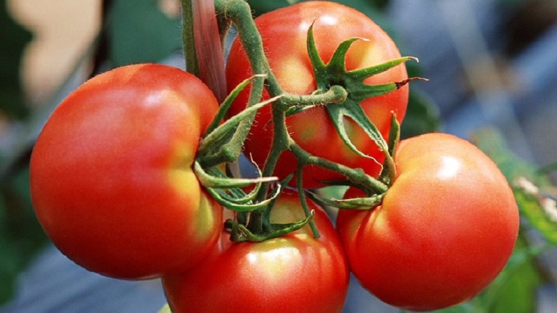 A favorite of summer residents with high yields and an excellent reputation - Bourgeois tomato for open ground and greenhouses