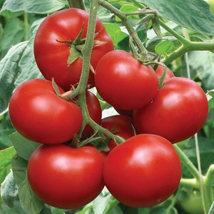 A favorite of summer residents with high yields and an excellent reputation - Bourgeois tomato for open ground and greenhouses