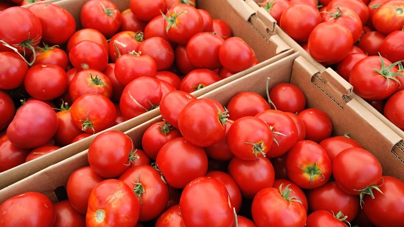 A favorite of summer residents with high yields and an excellent reputation - Bourgeois tomato for open ground and greenhouses