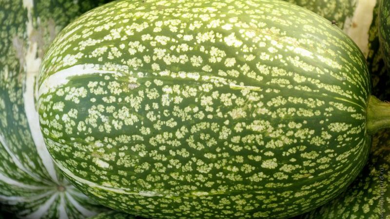 What is fig-leaved pumpkin: features of the species and its use in cooking and traditional medicine