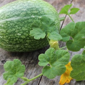 What is fig-leaved pumpkin: features of the species and its use in cooking and traditional medicine