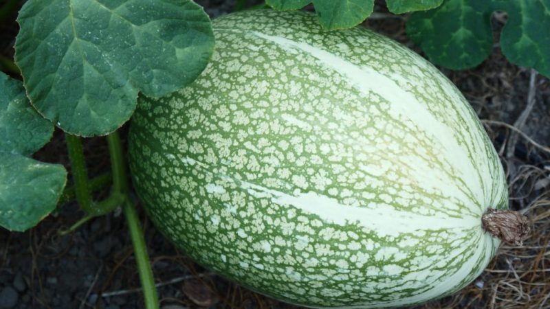 What is fig-leaved pumpkin: features of the species and its use in cooking and traditional medicine