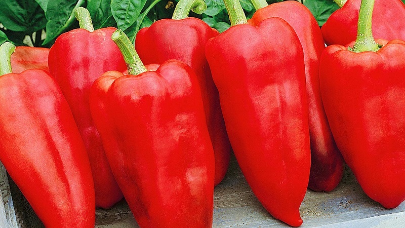 Hybrid from Holland - Gypsy pepper: description and instructions for growing