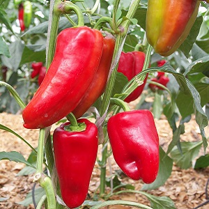 Hybrid from Holland - Gypsy pepper: description and instructions for growing