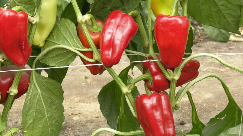 Hybrid from Holland - Gypsy pepper: description and instructions for growing
