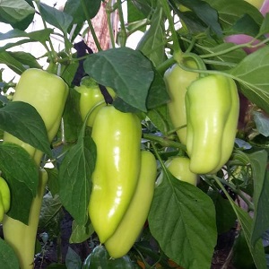 Hybrid from Holland - Gypsy pepper: description and instructions for growing