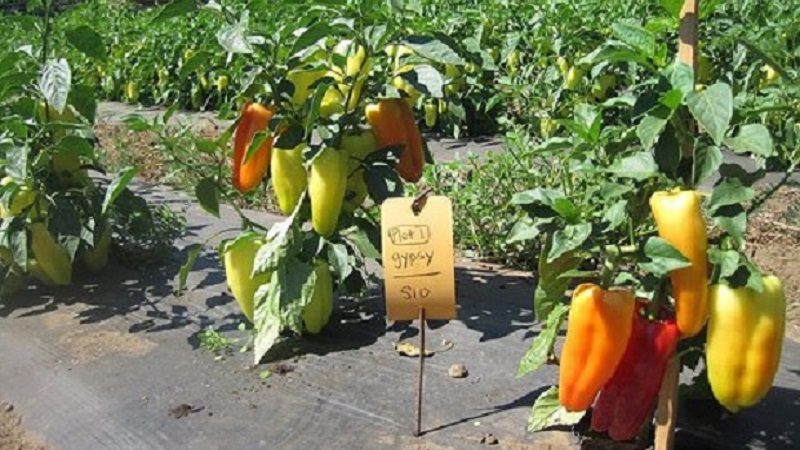 Hybrid from Holland - Gypsy pepper: description and instructions for growing
