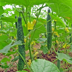 Cucumber hybrid Chinese cold-tolerant f1 for cultivation in regions with harsh climates