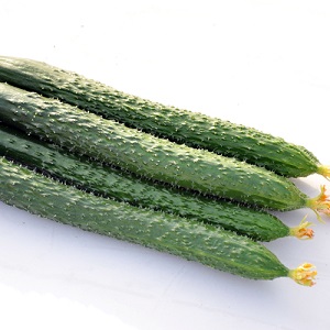 Cucumber hybrid Chinese cold-tolerant f1 for cultivation in regions with harsh climates