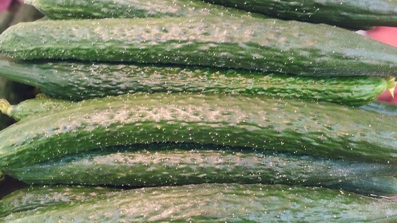 Cucumber hybrid Chinese cold-tolerant f1 for cultivation in regions with harsh climates