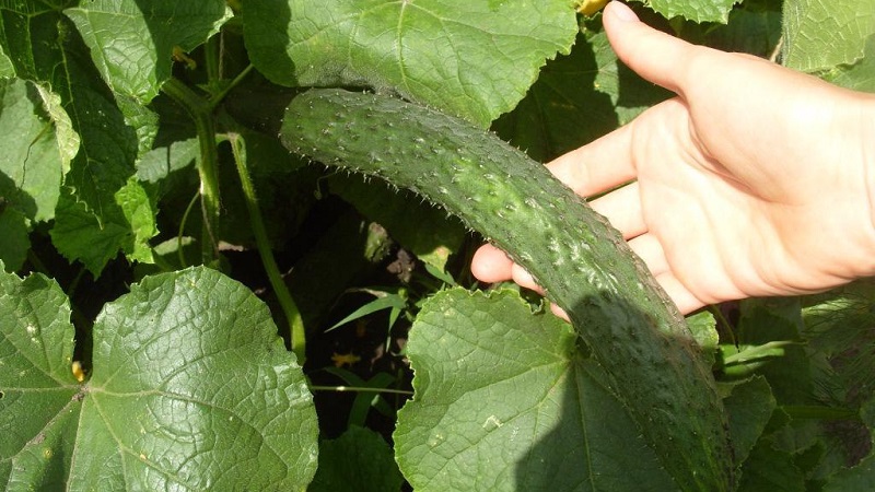 Cucumber hybrid Chinese cold-tolerant f1 for cultivation in regions with harsh climates