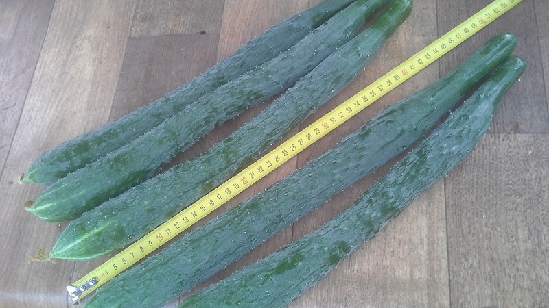 Cucumber hybrid Chinese cold-tolerant f1 for cultivation in regions with harsh climates
