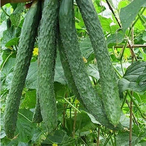 Cucumber hybrid Chinese cold-tolerant f1 for cultivation in regions with harsh climates