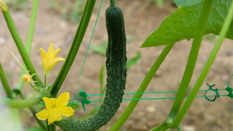 Cucumber hybrid Chinese cold-tolerant f1 for cultivation in regions with harsh climates
