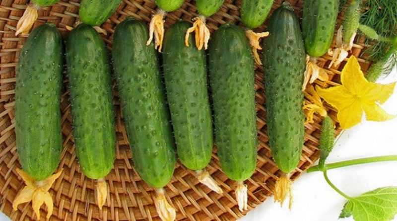 An early ripening hybrid of Maryina Roscha f1 cucumber, loved by summer residents for its high yield