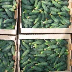 An early ripening hybrid of Maryina Roscha f1 cucumber, loved by summer residents for its high yield