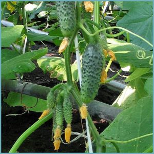 An early ripening hybrid of Maryina Roscha f1 cucumber, loved by summer residents for its high yield