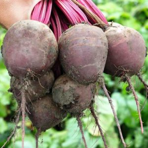 Why gardeners prefer the Wodan f1 beetroot hybrid and how to grow it correctly
