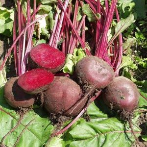 Why gardeners prefer the Wodan f1 beetroot hybrid and how to grow it correctly