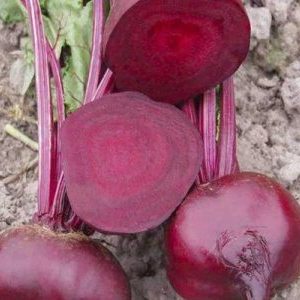 Why gardeners prefer the Wodan f1 beetroot hybrid and how to grow it correctly