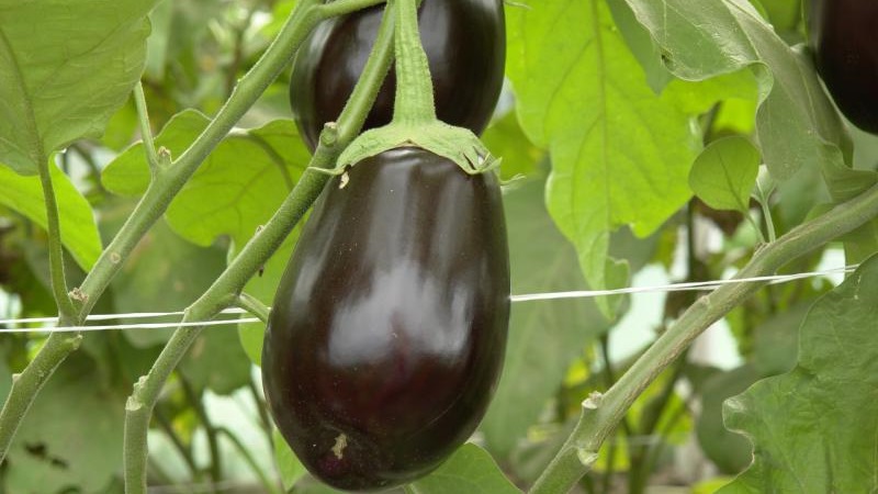 Clorinda Hybrid Eggplant from Dutch Breeders
