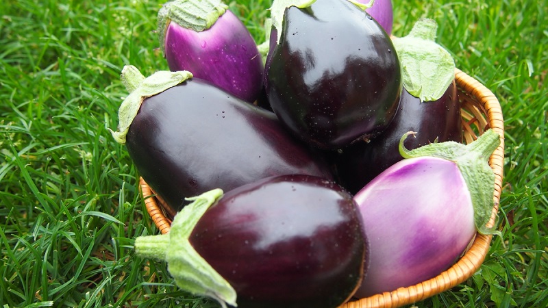 Clorinda Hybrid Eggplant from Dutch Breeders
