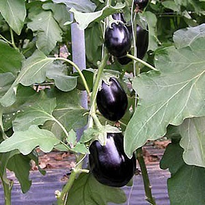 Clorinda Hybrid Eggplant from Dutch Breeders