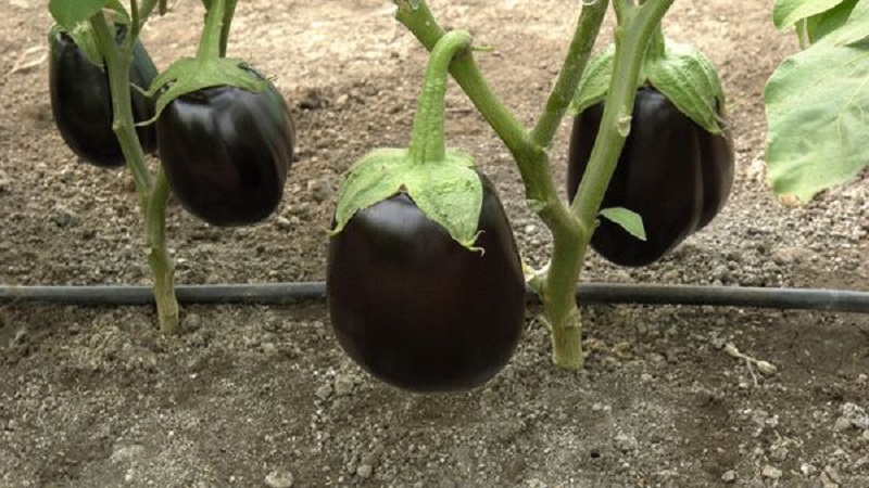 Clorinda Hybrid Eggplant from Dutch Breeders