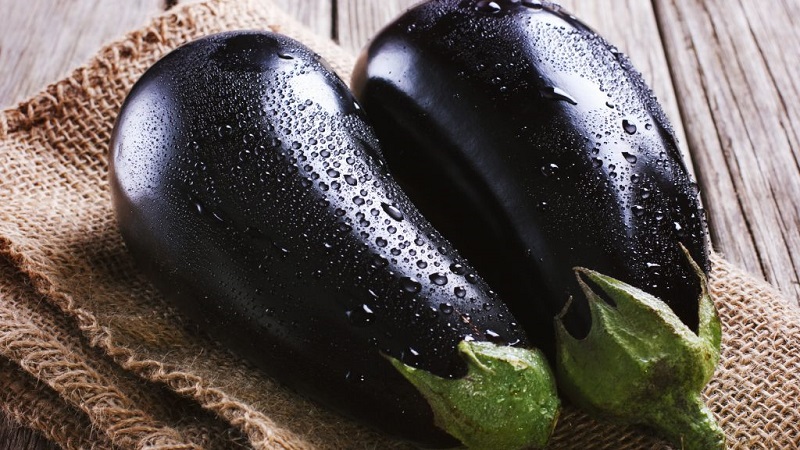 Clorinda Hybrid Eggplant from Dutch Breeders