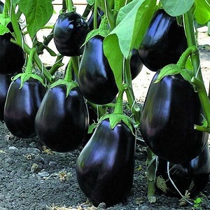 Clorinda Hybrid Eggplant from Dutch Breeders