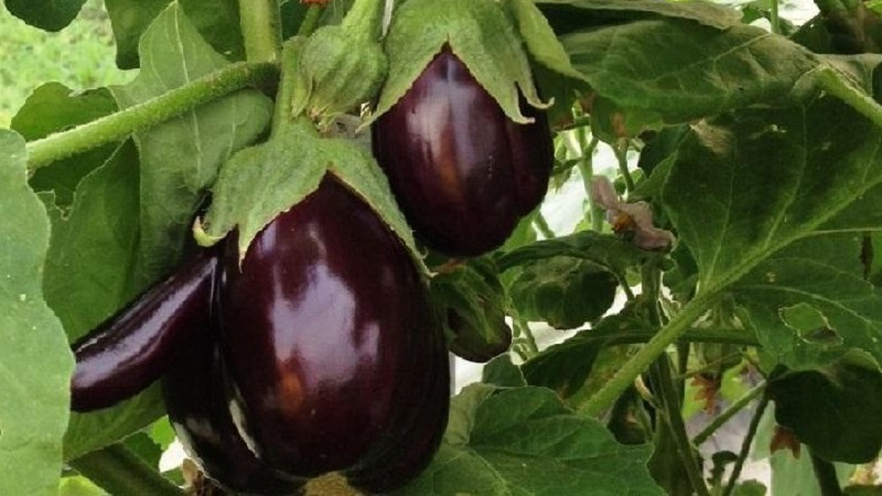 Clorinda Hybrid Eggplant from Dutch Breeders
