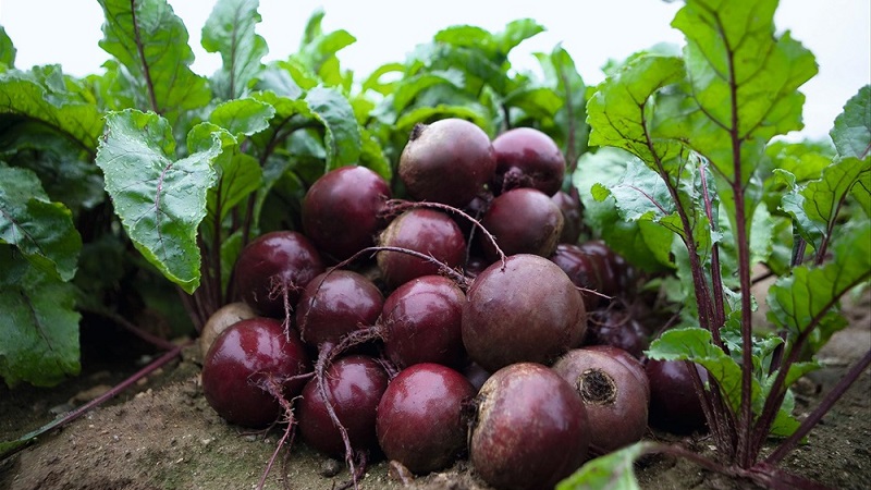 Dutch beetroot hybrid Action f1: crop features and secrets of proper care