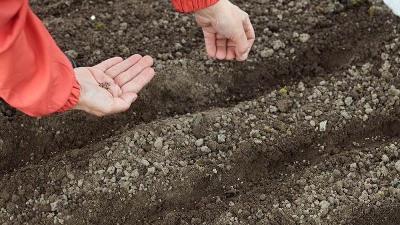 Dutch beetroot hybrid Action f1: crop features and secrets of proper care