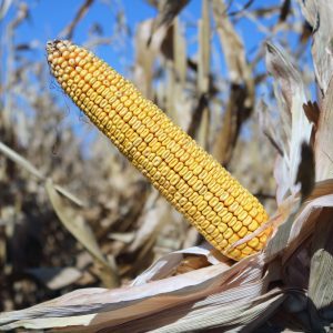 Characteristics and description of a hybrid of corn seeds Krasnodar 291 AMV
