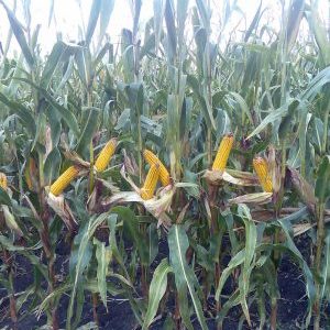 Characteristics and description of a hybrid of corn seeds Krasnodar 291 AMV