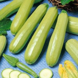Cavili zucchini variety from Dutch breeders: what you might like and how to grow it correctly