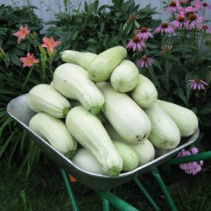 Cavili zucchini variety from Dutch breeders: what you might like and how to grow it correctly