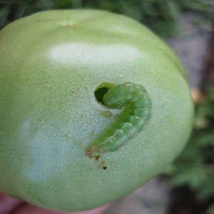 How to deal with caterpillars on tomatoes in a greenhouse