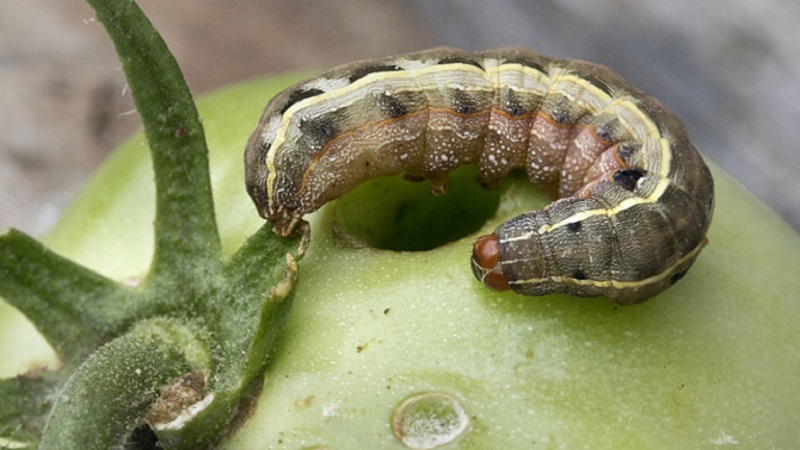 How to deal with caterpillars on tomatoes in a greenhouse