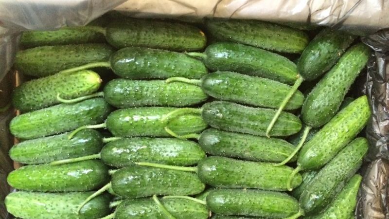 How to store fresh cucumbers so they don't spoil as long as possible