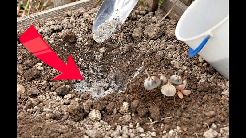 How and what to process garlic before planting for the winter: rules for preparing planting material and useful tips