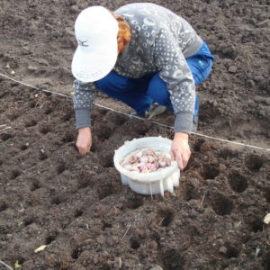 How and what to process garlic before planting for the winter: rules for preparing planting material and useful tips