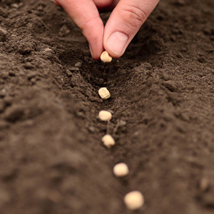 How and what to process garlic before planting for the winter: rules for preparing planting material and useful tips