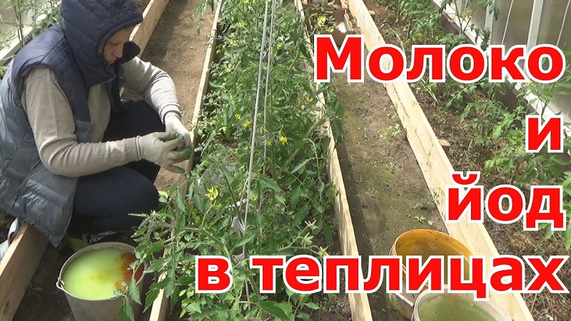 How and why to spray tomatoes with serum with iodine: a recipe for a solution and instructions for processing