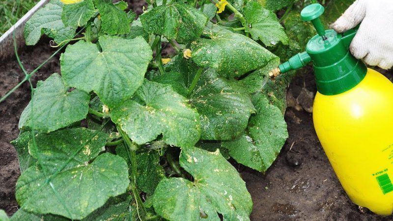 How to get rid of spider mites on cucumbers in a greenhouse: proven methods of control and prevention
