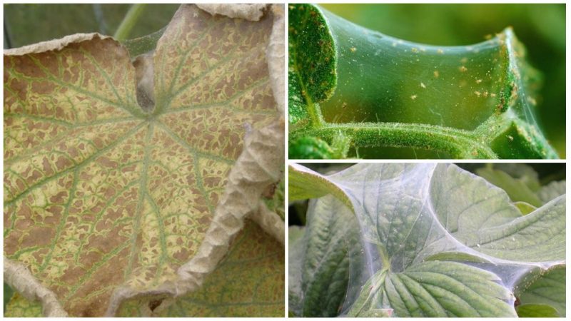 How to get rid of spider mites on cucumbers in a greenhouse: proven methods of control and prevention
