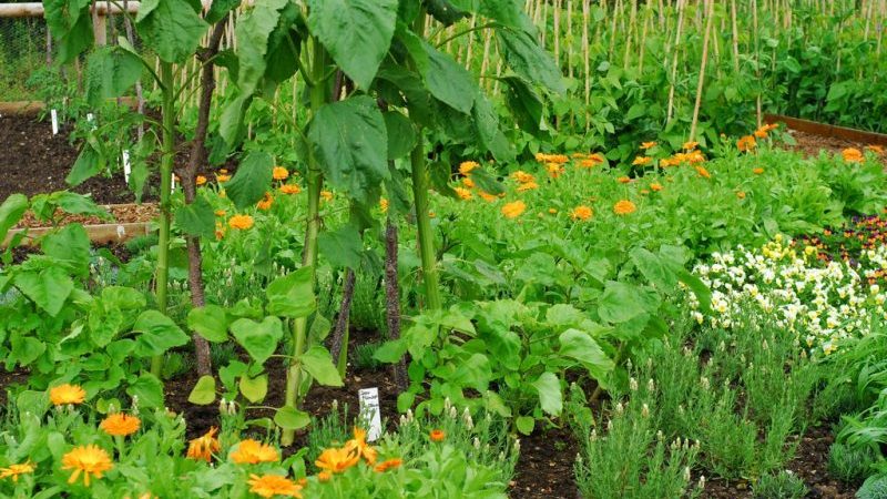 How to get rid of spider mites on cucumbers in a greenhouse: proven methods of control and prevention